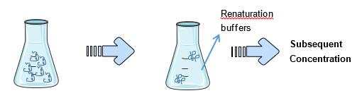 Refolding by dilution