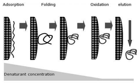 IEC and HIC refolding mechanism