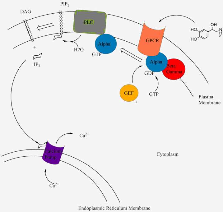Second Messenger Proteins Creative Biomart