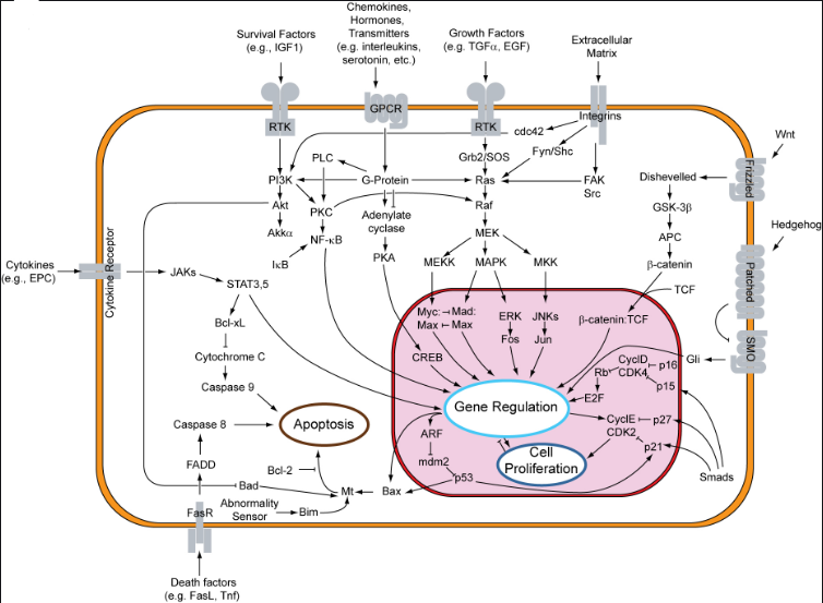 Signal transducers Proteins Background