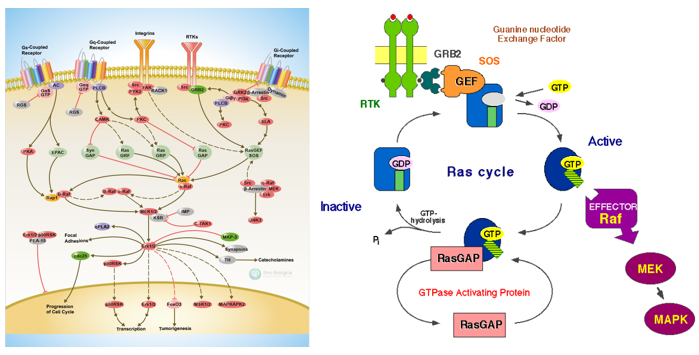 Signal transducers Proteins Background