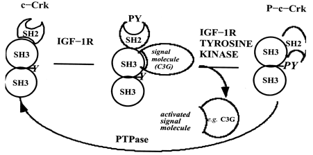 Signal transducers Proteins Background