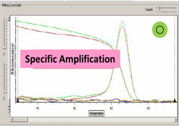 Specific Amplication