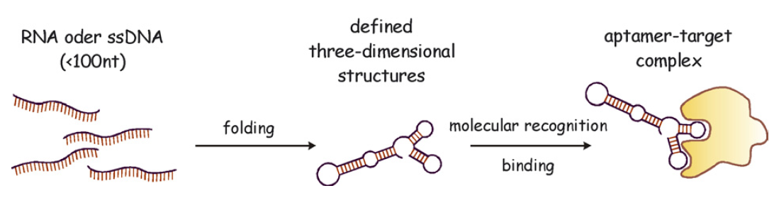 Figure1.
    Schematic representation of the functionality of aptamers.