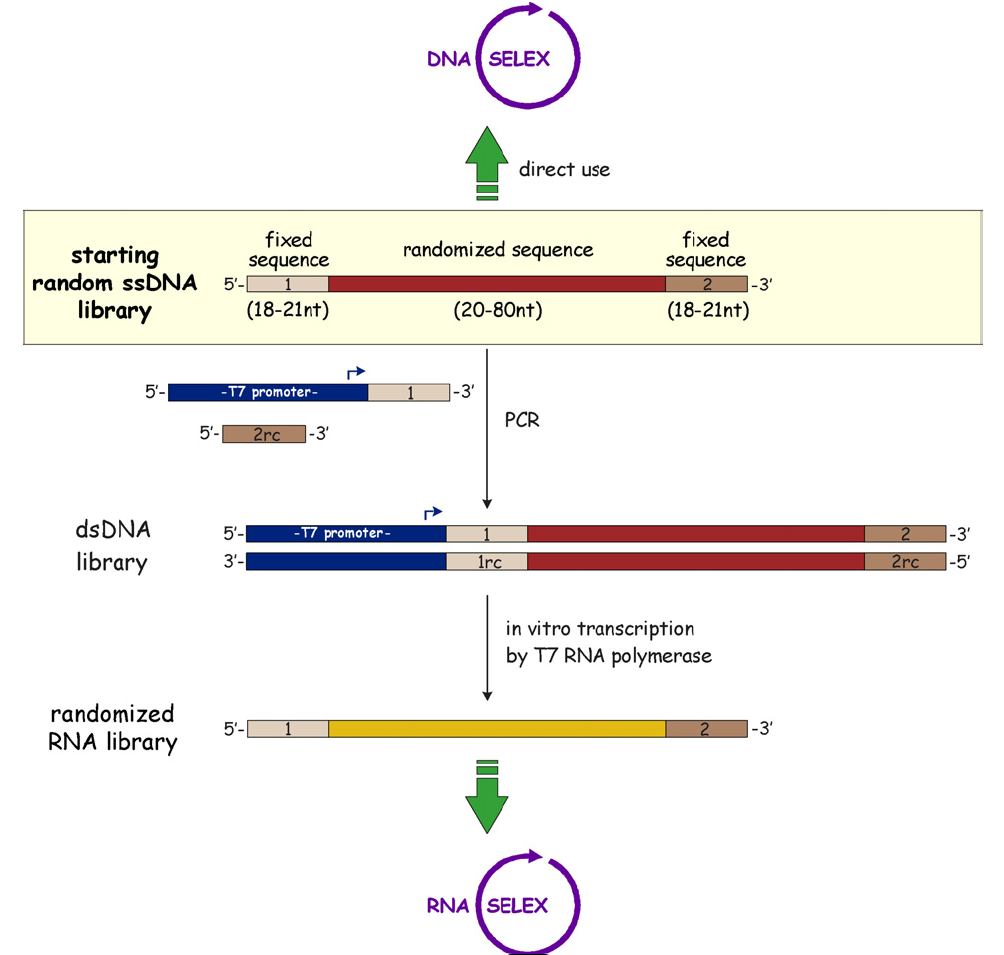 Figure2. Starting random DNA oligonucleotide library.