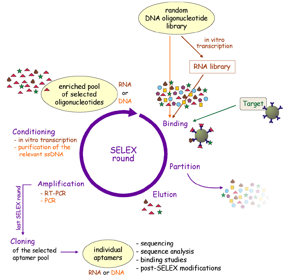 Figure4. In vitro selection of target-specific aptamers using SELEX technology. (Stoltenburg R; et al. 2007)