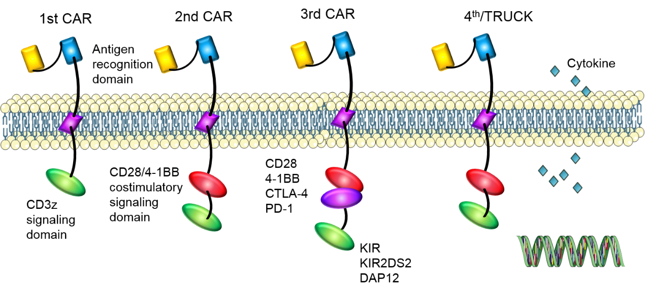 Targets of CAR-T Cell Therapy