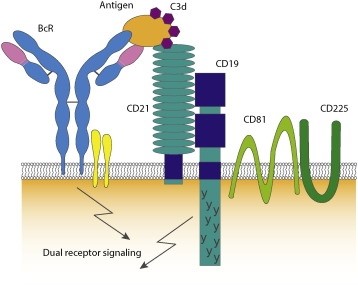 Targets of CAR-T Cell Therapy