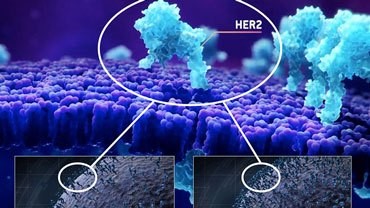 Targets of CAR-T Cell Therapy