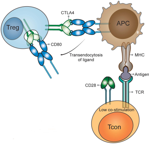 Immune Checkpoint Proteins