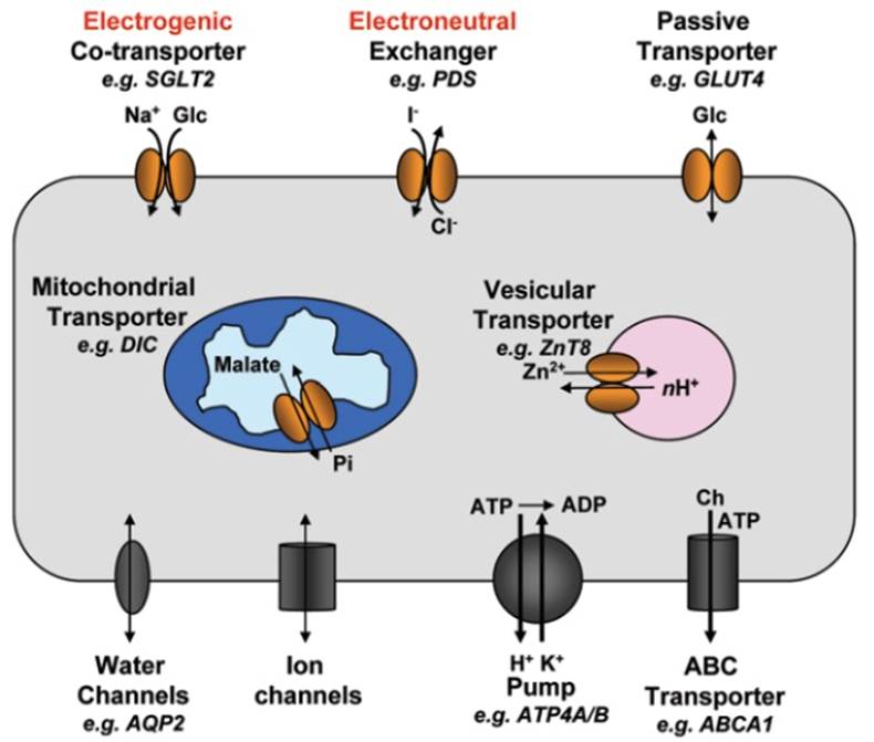 Transporter Screening Assays