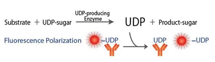 Universal UDP-Glycosyltransferase Assay