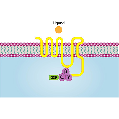 GPCRs