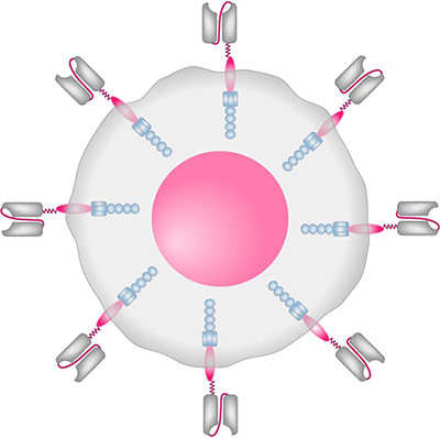 CAR-T  cell targets