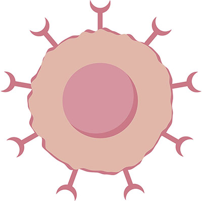 CD antigens