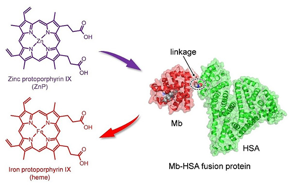 Example of a fusion protein: Mb–HSA (myoglobin–human serum albumin) fusion