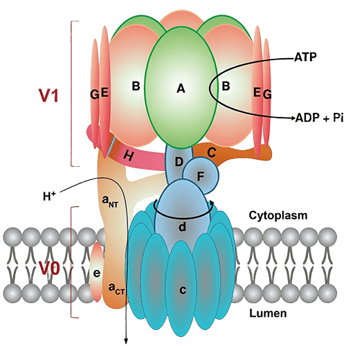 Structure and mechanism of V-ATPase, Chen et al. 2022
