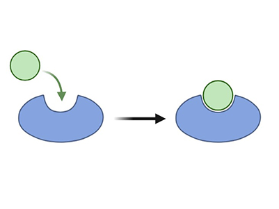 Customized assay development services for ATPase and GTPase studies