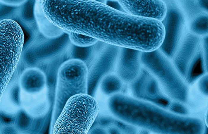 Bacterial Expression Systems (E. coli / Bacillus)