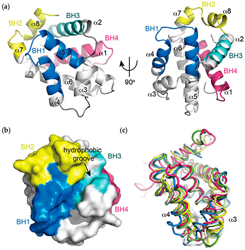 Structure of BCL-xL, highlighting the BCL-2 homology (BH) domains.