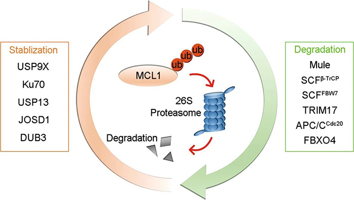 Phosphorylation of MCL1 can regulate its proteasomal degradation.