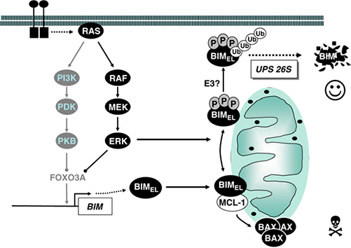 ERK1/2 regulates the binding properties and stability of BIM.