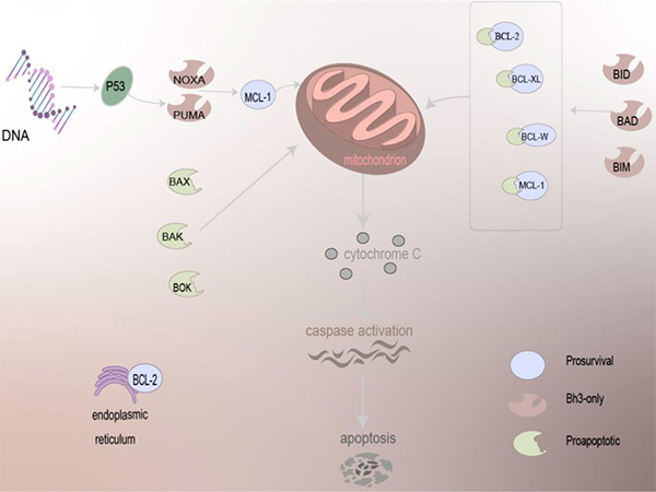 Interactions of BCL-2 family proteins to regulate apoptosis.