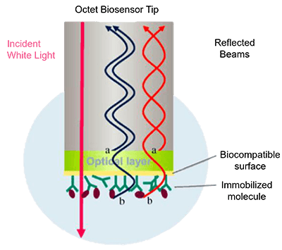Bio-layer interferometry (BLI) service