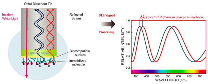 Principle of bio-layer interferometry