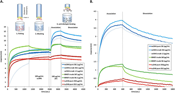 Antibody humanization by molecular dynamics simulations&mdash;in‐silico guided selection of critical backmutations