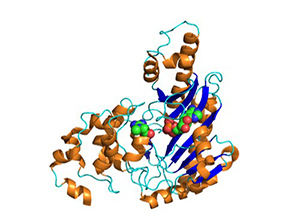 Crystal structure of human brain-type creatine kinase