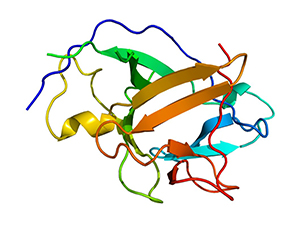 Interleukin-1 alpha protein structure, PDB code 2ila