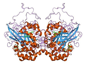 Cartoon molecular structure of protein PDB code 7cat