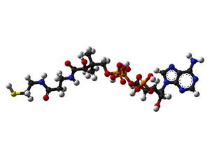 3D ball model of coenzyme A