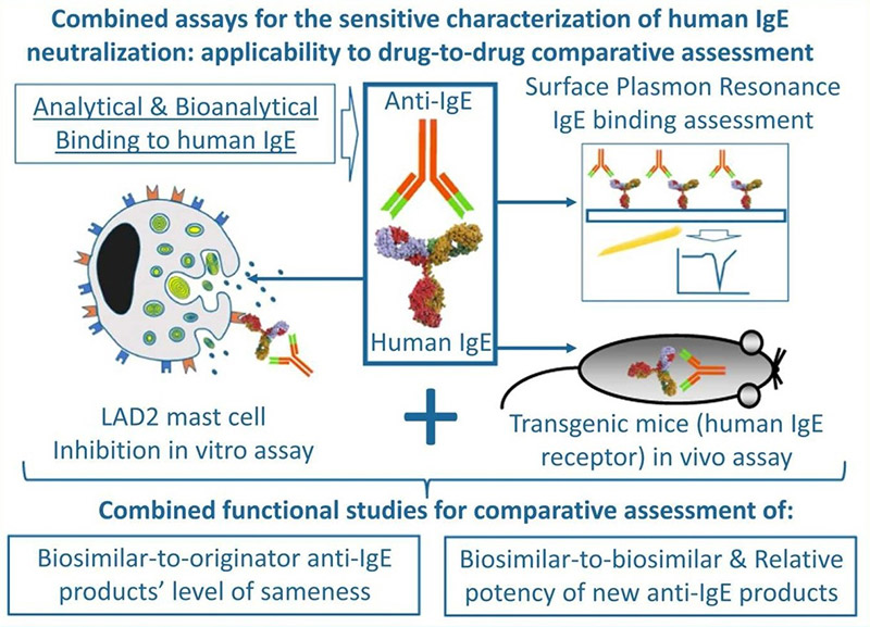 Combined assays for the sensitive characterization of human IgE neutralization: applicability to drug-to-drug comparative assessment.