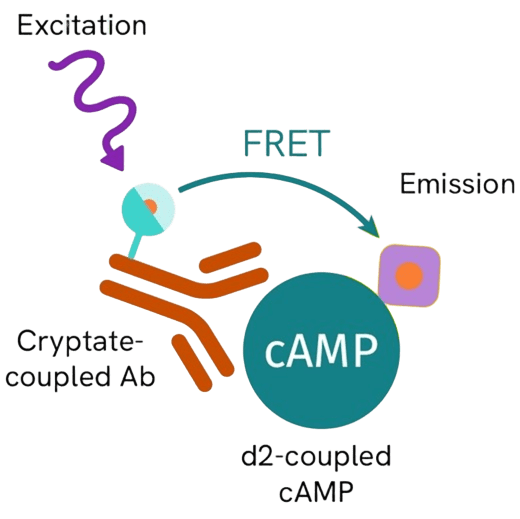 cAMP accumulation assay