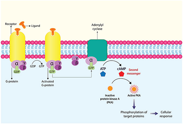 GPCR signaling pathway regulating cAMP production
