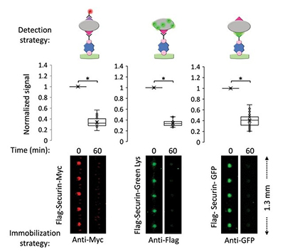Affinity microfluidics for high-throughput protein degradation analysis in cell-free extracts