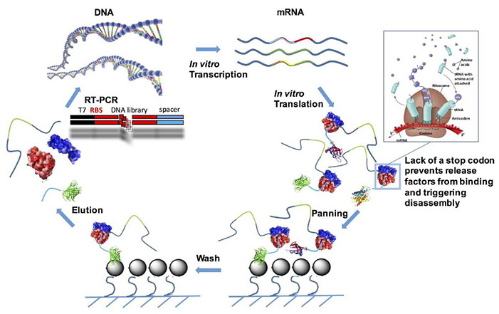 Diagram illustrating the workflow of ribosome display technology