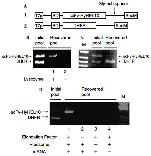 Efficient protein selection based on ribosome display system with purified components