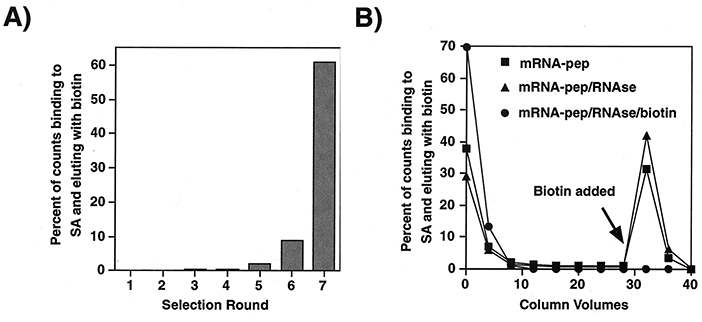 The use of mRNA display to select high-affinity protein-binding peptides