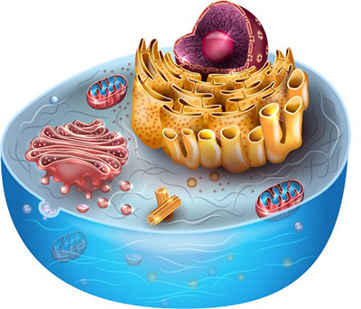 3D Cell model.