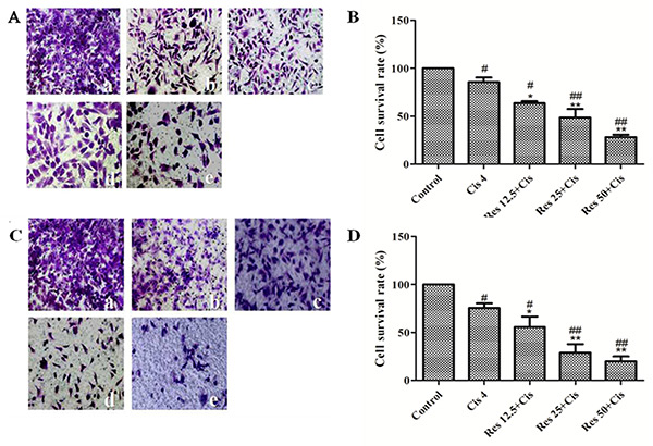 Resveratrol combined with cisplatin inhibits the migration and invasion of MDA231 cells