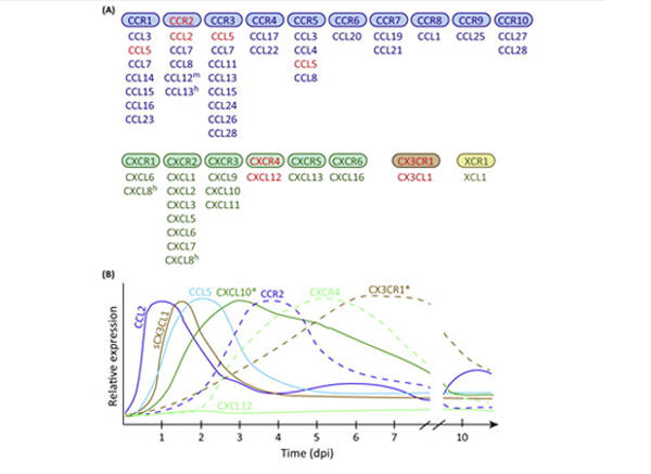 chemokine