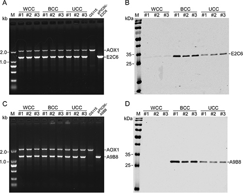 Protein microarray analysis of broad autoantibody responses in COVID-19.