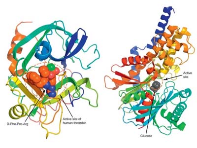 Conformational analysis of enzyme structures (Bhagavan and Ha, 2015)