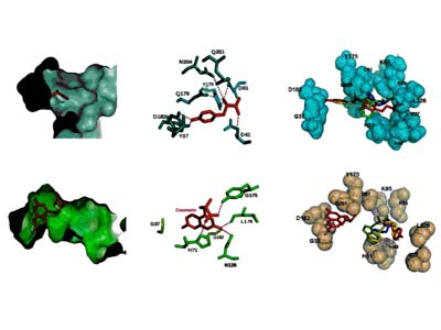 Homology modeling for enzyme structure prediction (Steinberg et al., 2016)