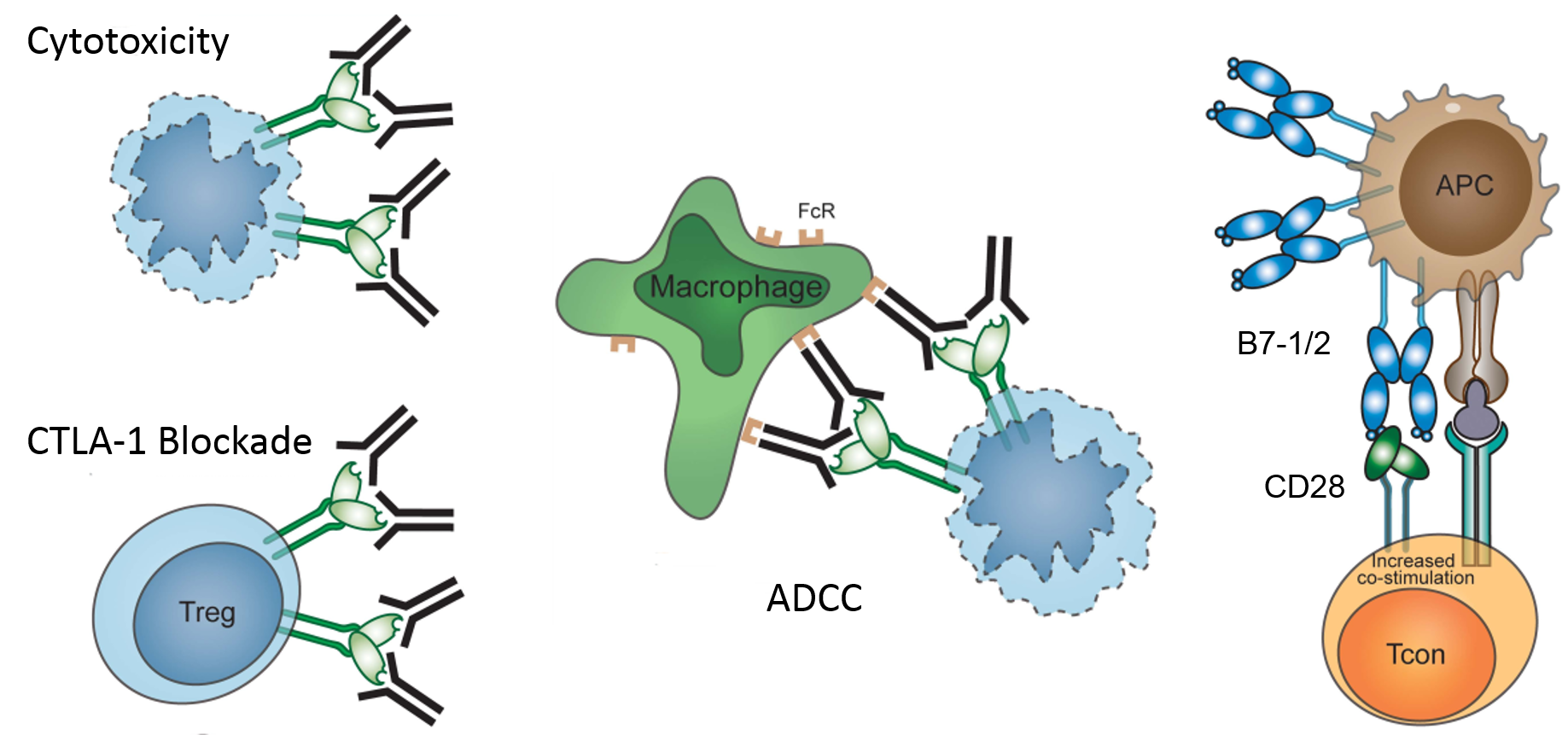 Immune Checkpoint Proteins