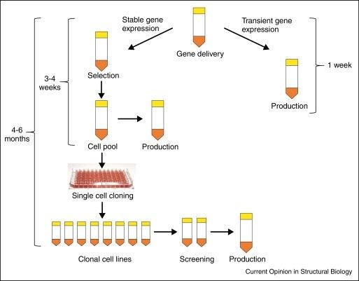 Mammalian Expression Systems - Creative BioMart