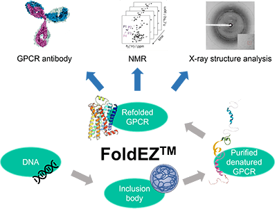 Custom membrane protein production on FoldEZ&trade; platform at Creative BioMart